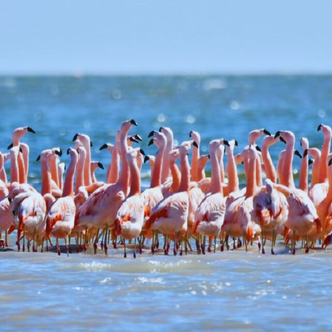 blog-El mar cordobés, Parque Nacional Ansenuza