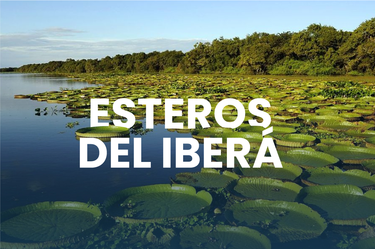 Esteros del Iberá!